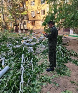 В Астрахани на девочку упало дерево