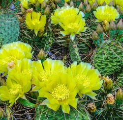 В Астраханской области зацвели редкие кактусы