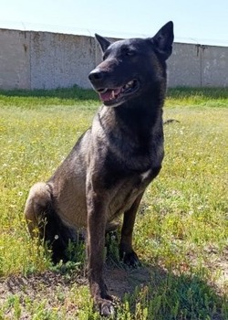 Астраханская полиция ищет дом для служебной собаки