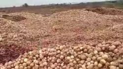 Астраханцам бесплатно отдают горы лука