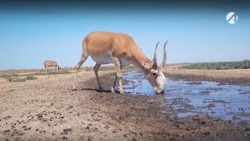 В астраханском заказнике засняли сайгаков на водопое 