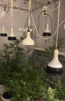 Астраханец организовал у себя дома наркоферму