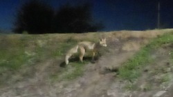 В Саратове на детской площадке объявилась лиса