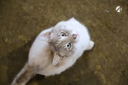 Сын выбросил кота матери с восьмого этажа из-за отказа дать деньги