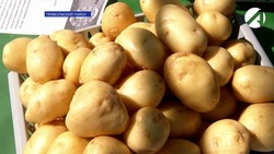 Почти половина астраханцев выращивают картофель на дачах
