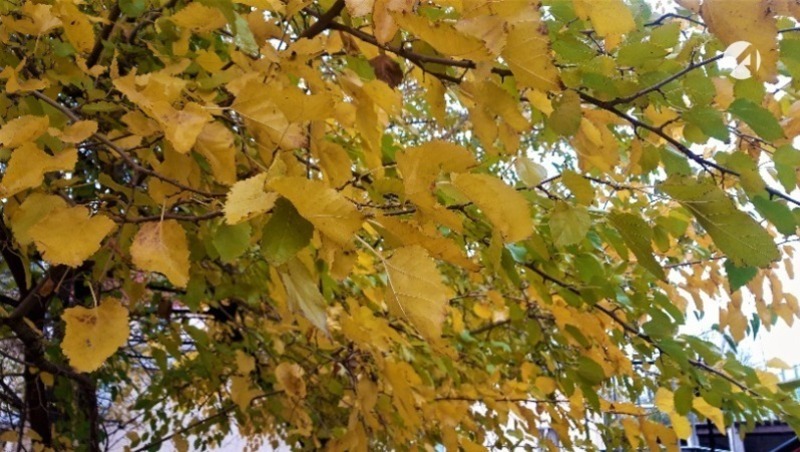 Какая погода ждёт астраханцев 14 ноября