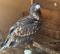 Орёл из астраханского зоопарка готов вернуться в дикую природу