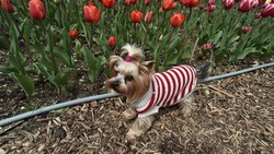 В Госдуме РФ предложили отбирать животных у жестоких хозяев