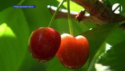 В Астраханской области начался сбор ранней черешни