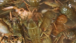  Полицейские изъяли у астраханца более 400 кг раков