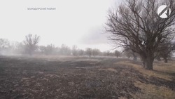 В Астраханском заповеднике от огня сильно пострадал молодой ивовый лес