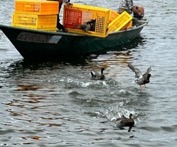 В Астраханской области выпустили на свободу 190 крякв