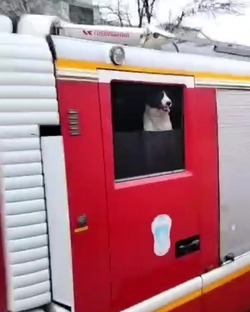 Астраханские пожарные не расстаются с собакой Коцкой