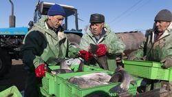 В Астраханской области увеличат площадь для выращивания аквакультуры