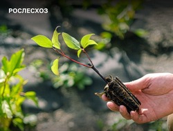 Астраханская область выполнила годовой план по лесовосстановлению и лесоразведению
