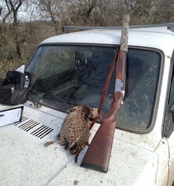 Астраханец нарушил запрет на добычу самок фазана
