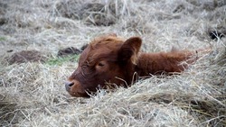 В Астраханской области неизвестные крадут рогатый скот