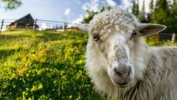 Два астраханца украли более 200 овец