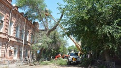 В центре Астрахани началась опиловка деревьев