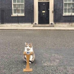 Отставку премьер-министра Великобритании прокомментировал кот