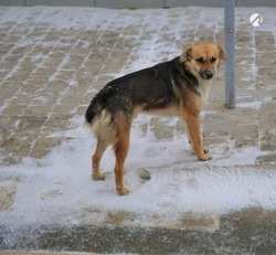 В астраханском приюте для собак ввели карантин по бешенству и чуме