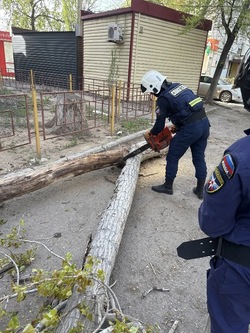 Астраханские спасатели обезвредили аварийное дерево
