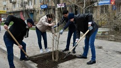 Глава Астрахани помогла коммунальщикам посадить ясени