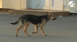 Зоозащитники в очередной раз проиграли суд в Астрахани по собакам