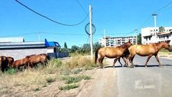 Табуны лошадей держат в страхе жителей Астраханской области