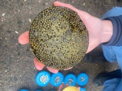 У водителя на трассе в Астраханской области нашли 10 банок чёрной икры
