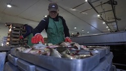 Более 500 рыбаков трудоустроили в Астраханской области за 6 месяцев