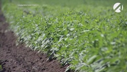 Астраханские аграрии развивают производство топинамбура с помощью господдержки