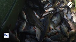 Астраханские рыбаки выловили 12 тысяч тонн частиковой рыбы