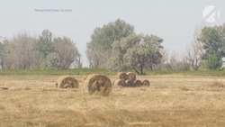 В Астраханской области заготавливают зимнюю кормовую базу для сельхозживотных