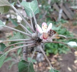 В Астраханской области зацвели яблони