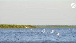 Как орнитологи подсчитывают птиц в Астраханском заповеднике