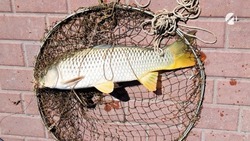 Астраханца взяли под стражу за незаконный вылов краснокнижной рыбы