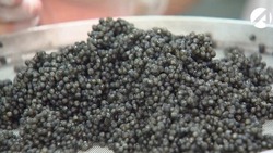 Астраханцев осудят за контрабанду икры амурского осетра