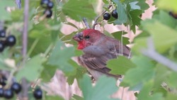 В Астраханской области нашли новый вид птиц