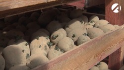 В Астраханской области Россельхознадзор проверяет качество семян картофеля