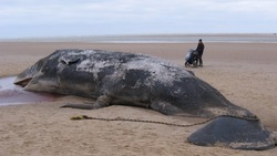 Красный прилив убил 18 китов
