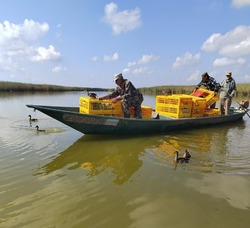 В Астраханской области на волю выпустили более 700 крякв