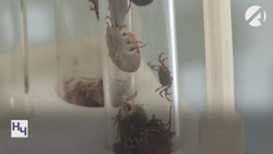 Первые случаи клещевой лихорадки зарегистрированы в Астраханской области