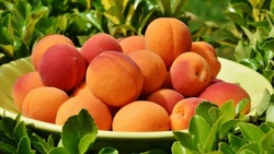 Астраханские врачи рекомендуют есть абрикосы
