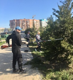 В Астрахани обрезают хвойные деревья