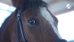 Астраханский предприниматель решил обогатиться на чужих лошадях