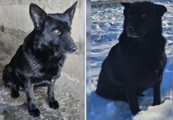 Астраханская полиция передаёт служебных собак в добрые руки