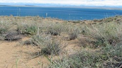 Астраханские исследователи в 2024 году нашли новые виды растений