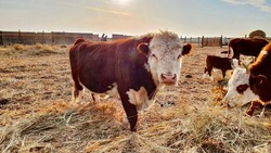 В Камызякском районе Астраханской области появились 25 новых КФХ