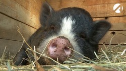 В охотничьем угодье «Ахтубинское» введён карантин по африканской чуме свиней